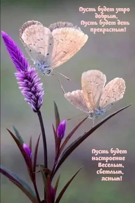 доброе#утро#цветочки#бабочки# | TikTok