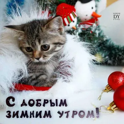 Зимнее утро: картинки с добрым утром - инстапик | Открытки, Доброе утро,  Рождественские иллюстрации