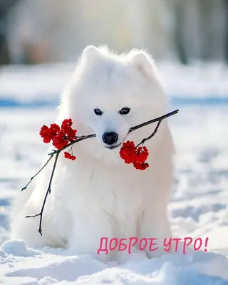 Доброе утро 🌄 страна, зима ❄ …» — создано в Шедевруме