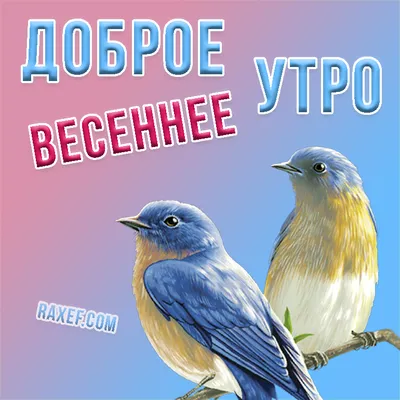 Доброе утро! Доброе весеннее утро!