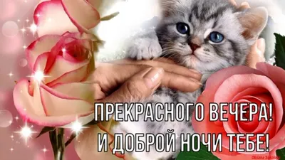 Картинки доброго вечера и спокойной ночи красивые осенние (37 фото) »  Картинки и статусы про окружающий мир вокруг