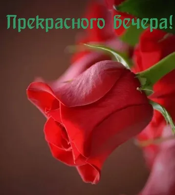 Картинки \"Доброго Вечера!\" женщинам (254 шт.)