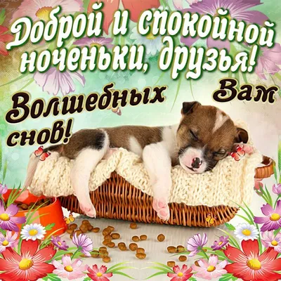 Спокойной ночи и хороших снов открытки - Картинки доброй ночи друзьям -  Пожелание спокойной ночи своими словами и сти… | Корм для животных,  Спокойной ночи, Открытки
