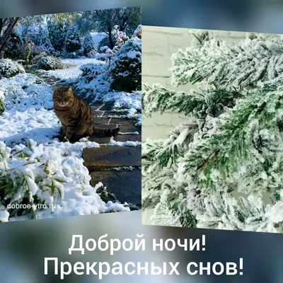 Спокойной ночи | Ночь, Спокойной ночи, Семейные правила