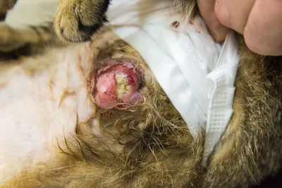 Доброкачественная опухоль молочной железы у кошки фотографии