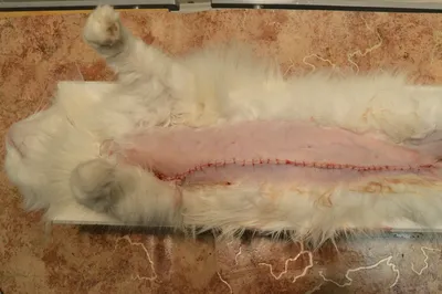 Доброкачественная опухоль молочной железы у кошки фотографии
