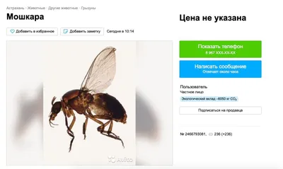 Прикол для поднятия настроения”: астраханцы отдают мошку в добрые руки