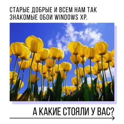 Старые добрые обои Windows XP | Пикабу