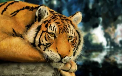 Картинки тигр, добрые глаза, светло песочный окрас, животное, хищник,  камень - обои 1280x800, картинка №3342