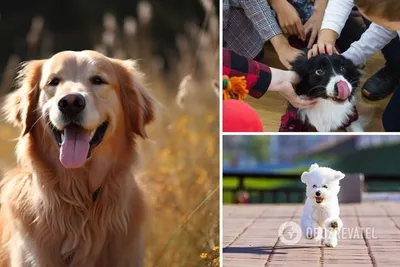 Самые смешные и добрые собаки в мире - голдендудли | Cute baby animals,  Baby animals, Cute dogs