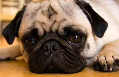 Видео: 10 самых добрых пород собак