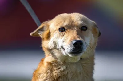 Лисса - 5 лет - Беспородная - Калужская область - собаки в добрые руки