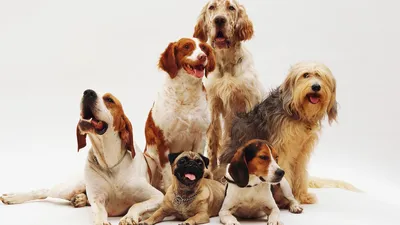 Породы собак самые добрые в мире - фото | РБК Украина