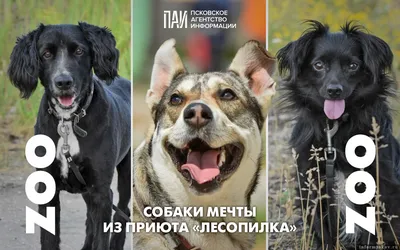 Панфилов - 3 года - Породистая - Стаффордширский терьер - Москва - собаки в  добрые руки