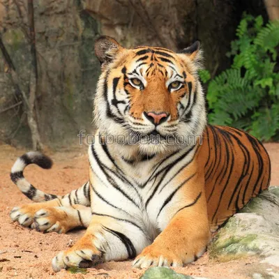 Фотообои Добрый тигр для стен, бесшовные, фото и цены, купить в  Интернет-магазине