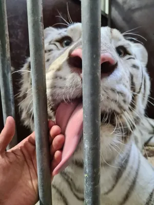 Добрый тигр - красивые фото