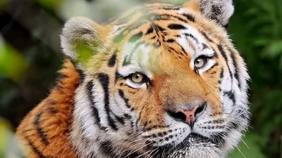 Добрый тигр | Животные, Тигр
