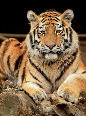 Добрый увалень и хозяйка горы: символ года тигр в зоопарке Новосибирска