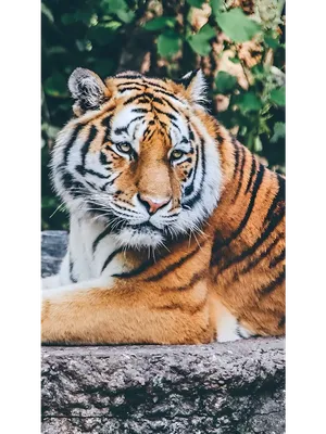 Красивая фотография тигра с выбором размера и формата для скачивания | Добрый  тигр Фото №517026 скачать
