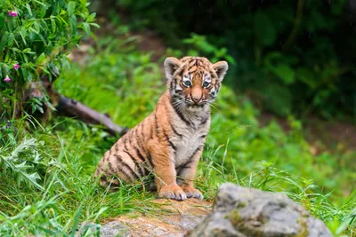 Изображение тигра в стандартном формате с возможностью скачивания и выбором  размера изображения для использования на сайте | Добрый тигр Фото №517040  скачать