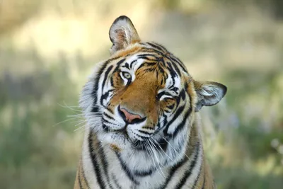 Довольный тигр - красивые фото