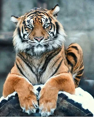 Красивая фотография тигра с выбором размера и формата для сохранения на  устройстве | Добрый тигр Фото №517032 скачать