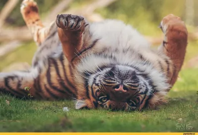 Atlas Bengal - Go! Go away! 🐅 Самый добрый тигр на свете) 🧡 | Facebook