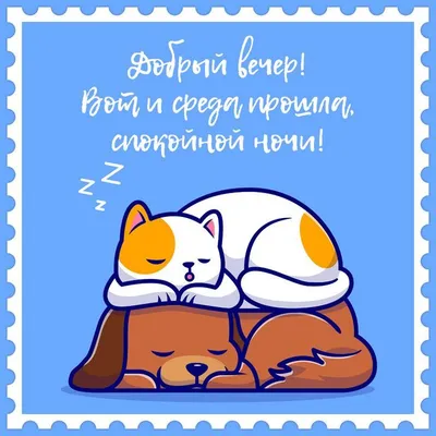 🐾Что делать, если кошка не хочет дружить | Я — Кот! | Дзен