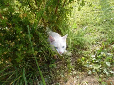 🐱Как бухгалтеру ухаживать за котэ? Особенности ухода за кошками в осеннее  время года