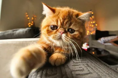 Сибирская кошка - «Сибирская кошка Куся» | отзывы