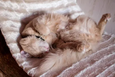 Найдена худая кошка на Созидателей 24, помогите с пристройством! | Pet911.ru