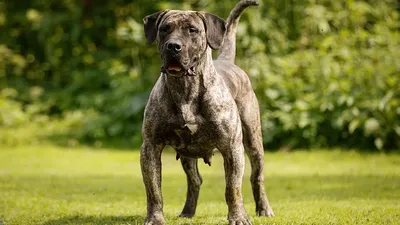 Немецкий дог (Great Dane) - это добродушная и открытая к человеку порода  собак. Фото, описание и отзывы владельцев.