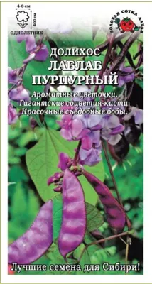 Цветы Долихос Лаблаб пурпурный ЦВ/П (СОТКА) 0,7гр лиана (гиацинтовые бобы)  однолетник до 4м