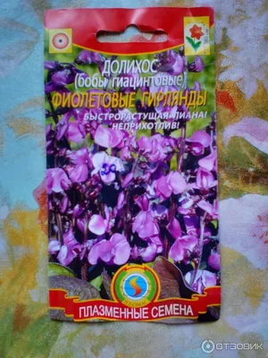 Семена Долихос Руби Мун: описание сорта, фото - купить с доставкой или  почтой России