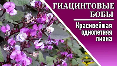 Семена Долихос обыкновенный (кокорник) Ниагарский Водопад, 2 пакетика по  1г/3шт