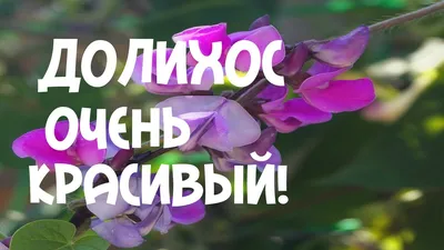 Гиацинтовые бобы (долихос) Ниагарский водопад - zazhinki.by
