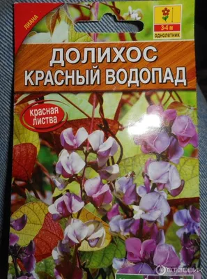 Долихос Ниагарский водопад (семена,цветы) купить по цене 49 ₽ в  интернет-магазине KazanExpress