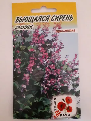 Отзыв о Семена долихос Аэлита Красный водопад | непредсказуемый вьюнок,  каждый год что-то новенькое