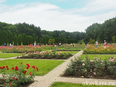 Долина роз, Кисловодск - «🌷Долина Роз красива в любое время года. Отсюда  открывается просто изумительный вид на гору Эльбрус. » | отзывы