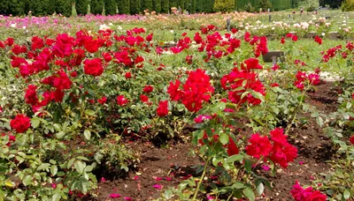 Долина роз, Черкассы: лучшие советы перед посещением - Tripadvisor