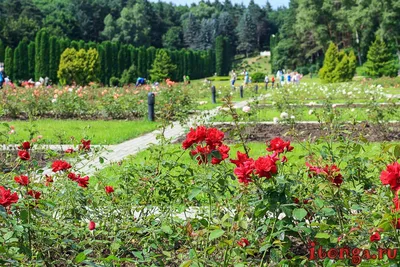 ROSE Твердые духи \"Долина роз\", Мануфактура Дом Природы – купить