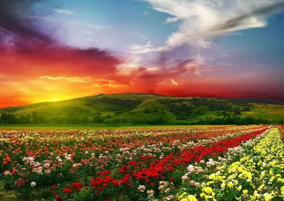 Долина роз в болгарии фото фотографии