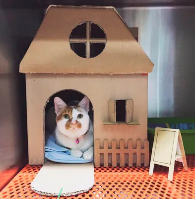 Загадочный домик для кошки - загадка разрешения картинки