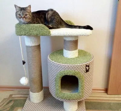 Улыбнитесь, у вас есть домик для кошки - картинка в формате WEBP