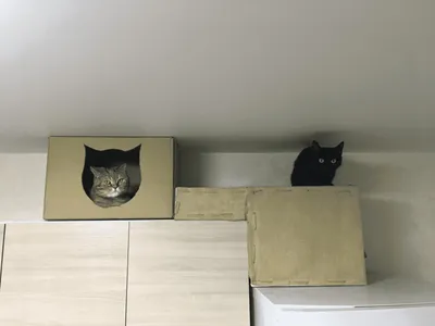 Фото домика для кошки с различными вариантами обоев
