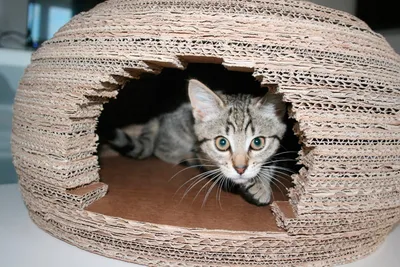 Изображение Домик для кошки своими руками из коробки в хорошем качестве