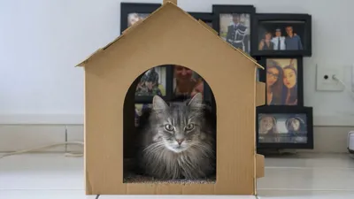 Удобный и стильный домик для кошки на фото