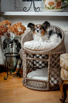 Домик для собаки из дерева купить в Киеве и Украине