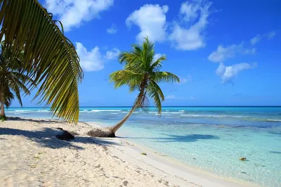 Playa Grande - жемчужина Северного побережья Доминиканы | Семейные  путешествия по Латинской Америке | Дзен