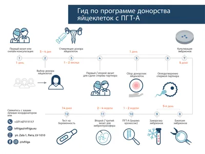 Донорство яйцеклеток | Доноры яйцеклеток | iVF Riga